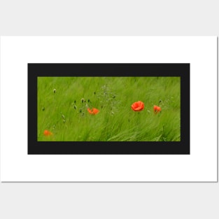 Poppies in Wheat Field Posters and Art